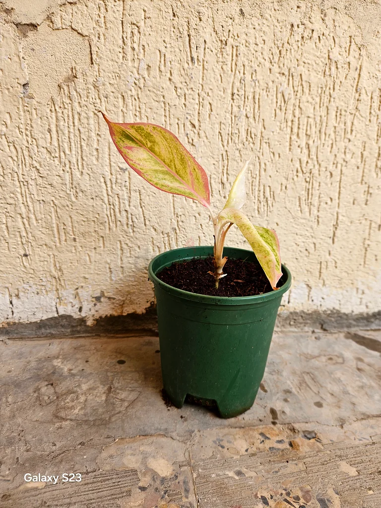 Aglaonema indoor plant small
