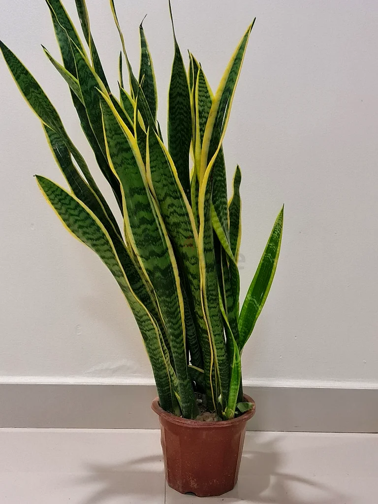 Plants Snake Plant Mother in Law Tongue Sansevieria Plant
