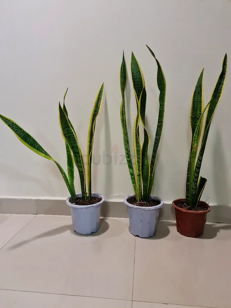 Plants Snake Plant Mother in Law Tongue Sansevieria Plant دوبيزل