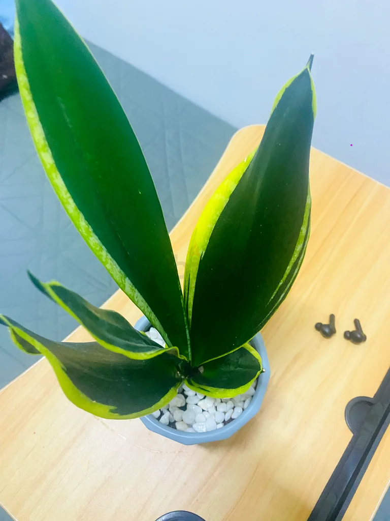 Snake plant with pot for sale
