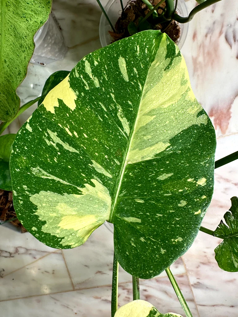 Thai constellation plant for sale