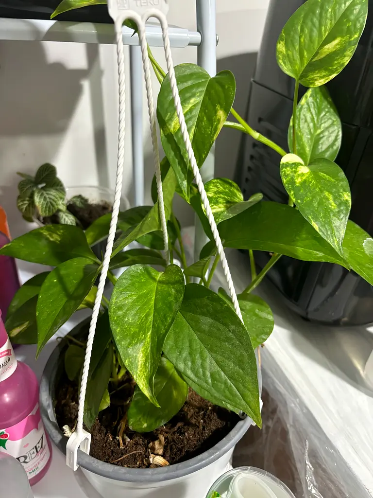 Plant for sale (i have more)