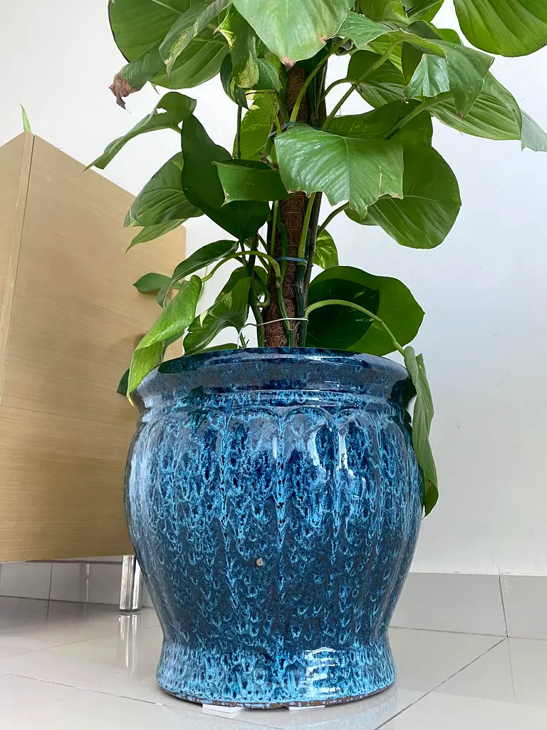 Ceramic Pot with blue plant